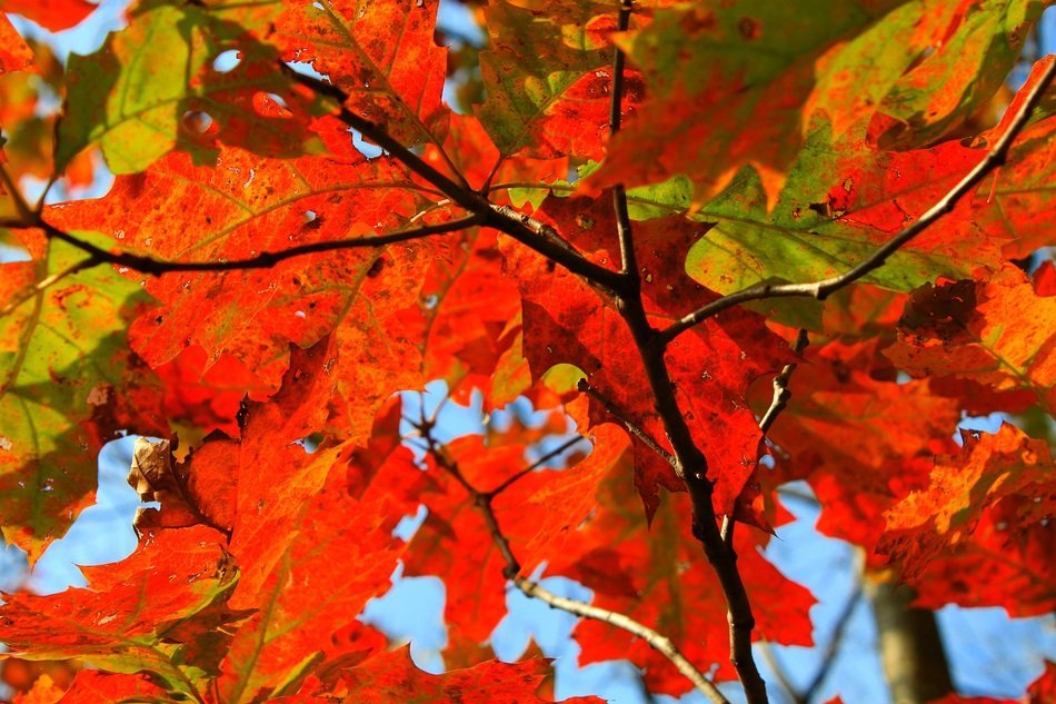 Autumn Fall Leaf Orange Nature free image download