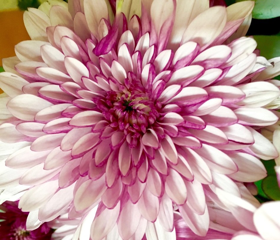 Chrysanthemum Macro Bloom