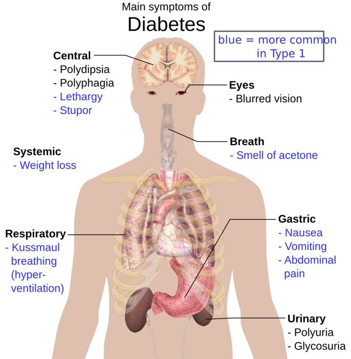 Anatomy Of The Human Body