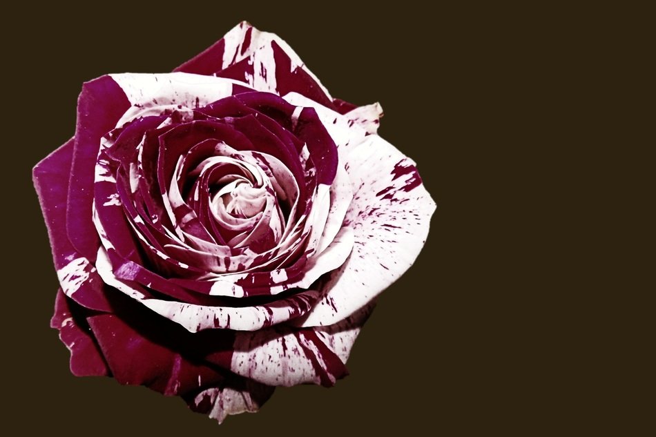 Rose Blossom Bloom Bi Color