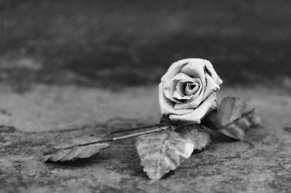 Rose Dried Close Blossom Bloom