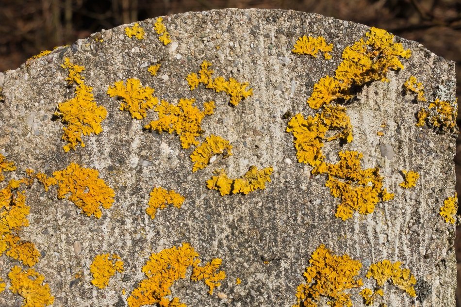 Lichen Stempen Concrete Yellow