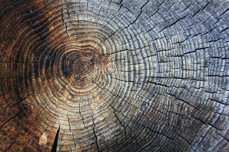 Wood Texture Annual Rings