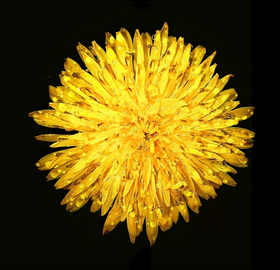 yellow dandelion on the black background