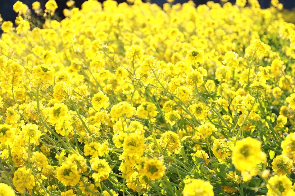 Canola Plant Background Garden