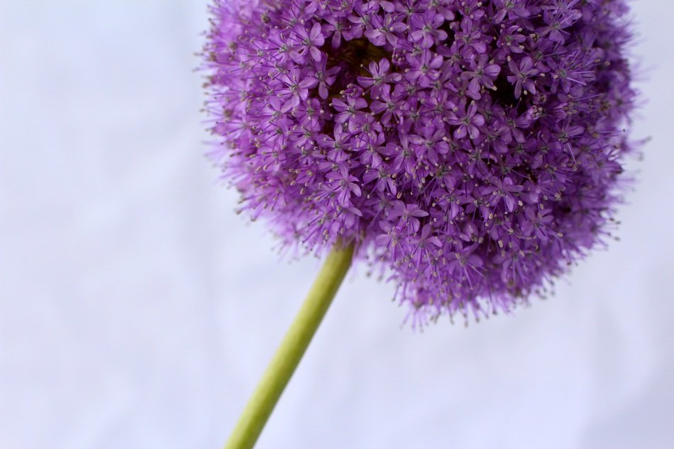 Closeup of an ornamental onion free image download