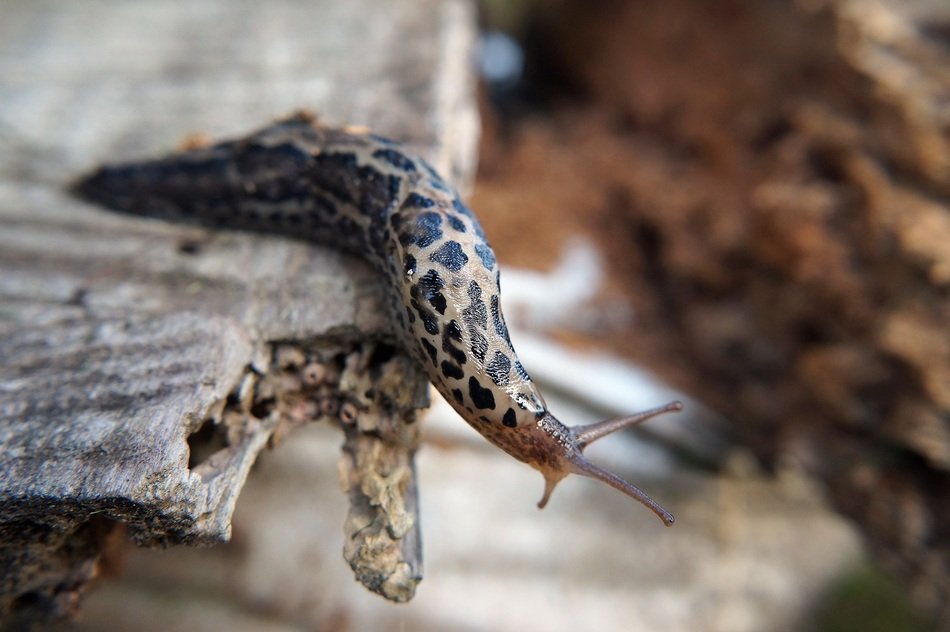 Snail Slug Nature Slow