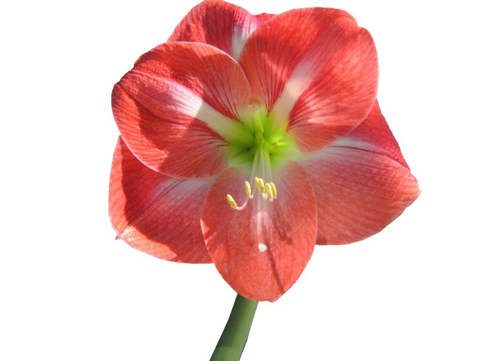 Flower Amaryllis No Background