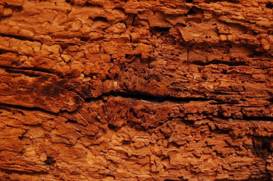 Texture Wood Woodworms