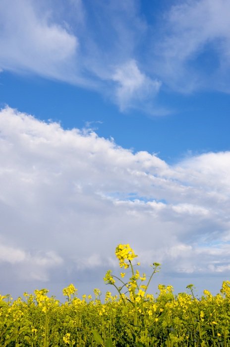Oilseed Rape Sky Yellow