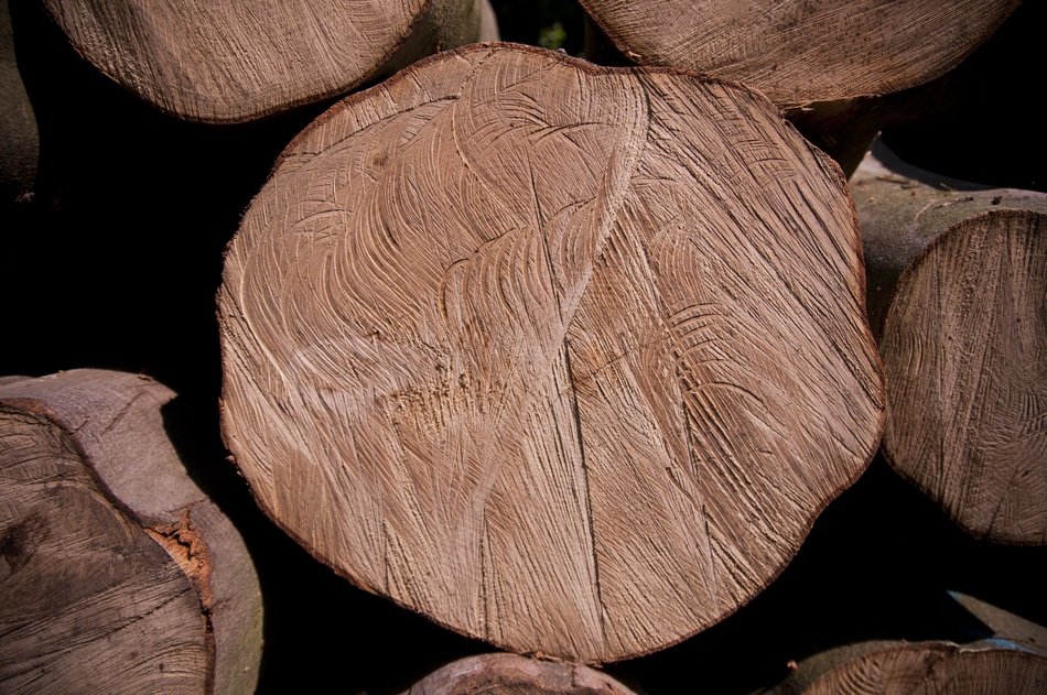Tree Texture Forest Gardening