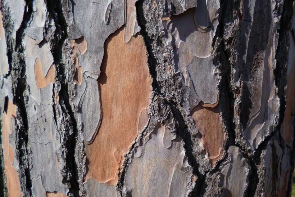 Pine Bark Pine Bark Tree