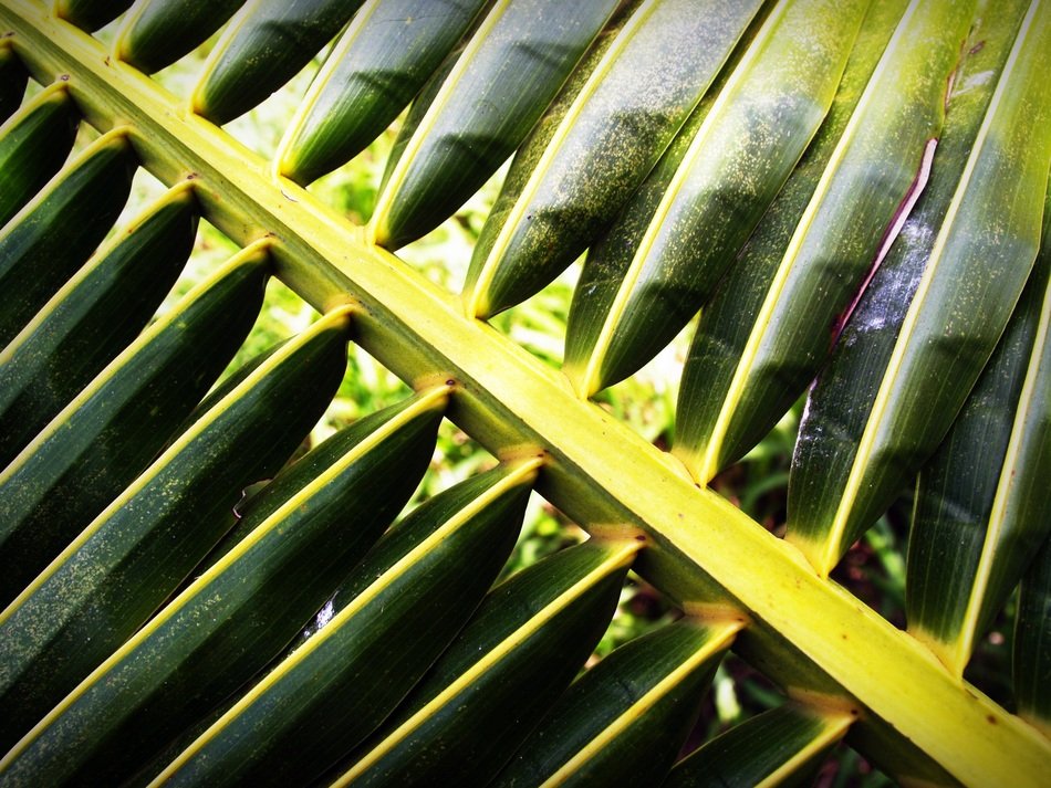 Coconut Leaf Palm Closeup