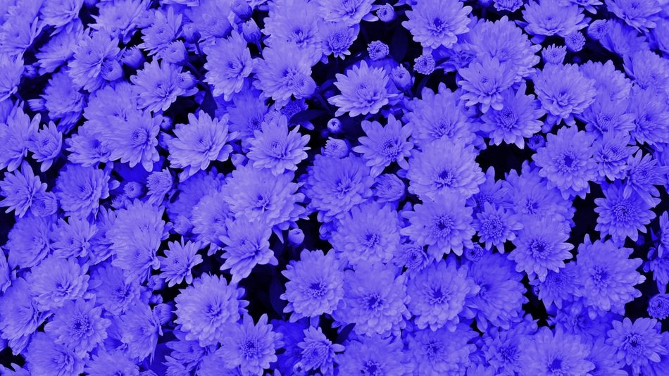 Blue Background Chrysanthemums