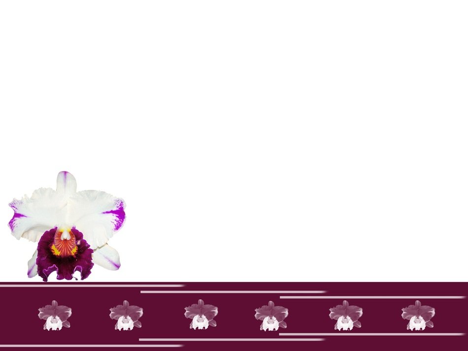Background Orchid Illustration