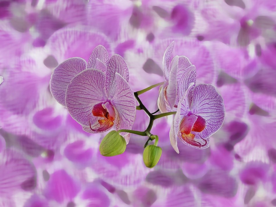 Orchids Background Abstract