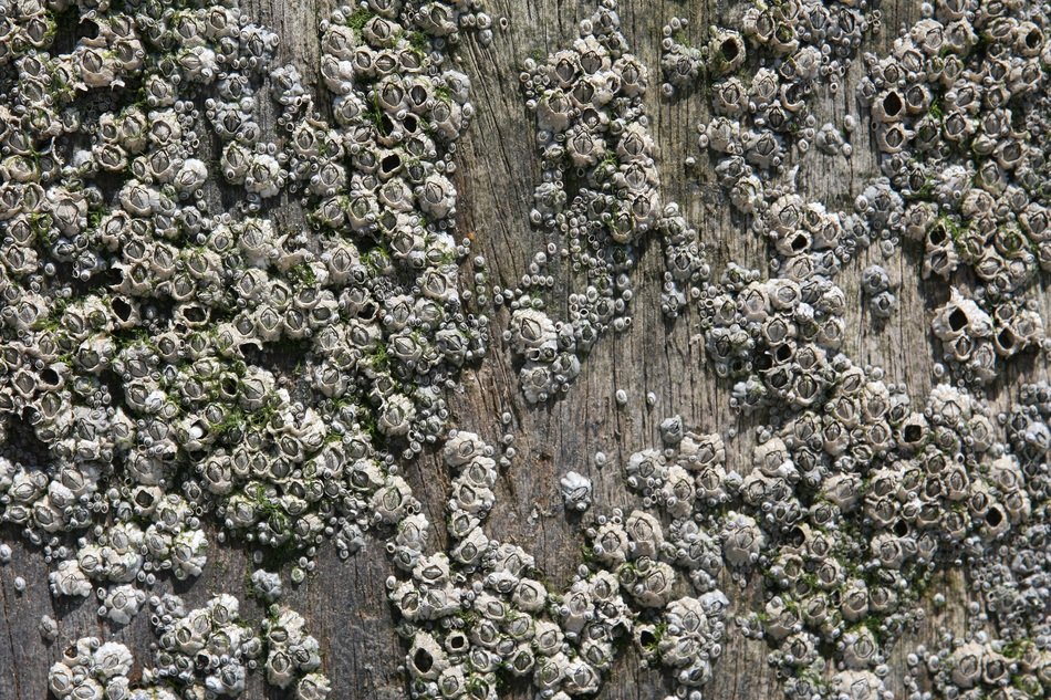 Aquatic Background Barnacles