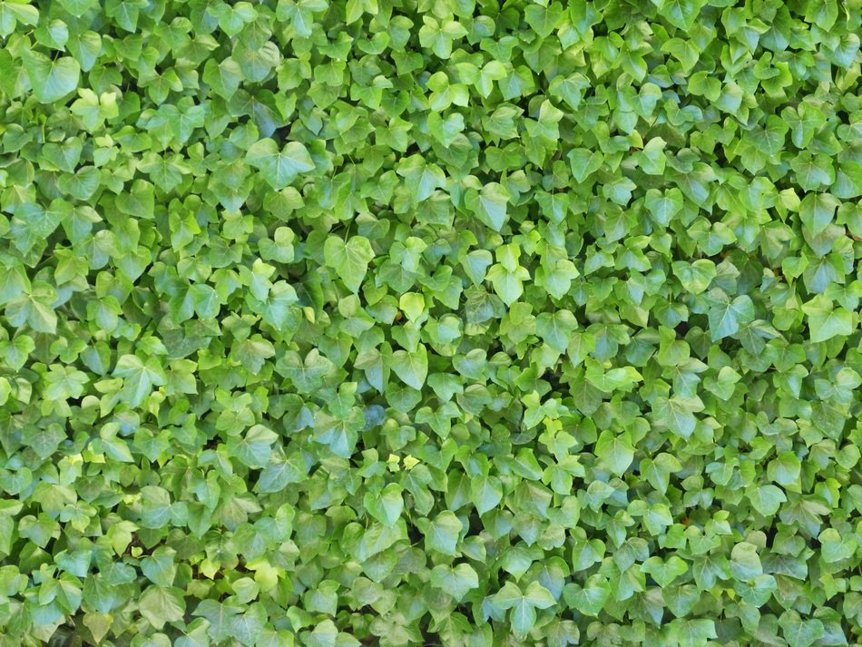 Ivy Background Texture Ivy Wall