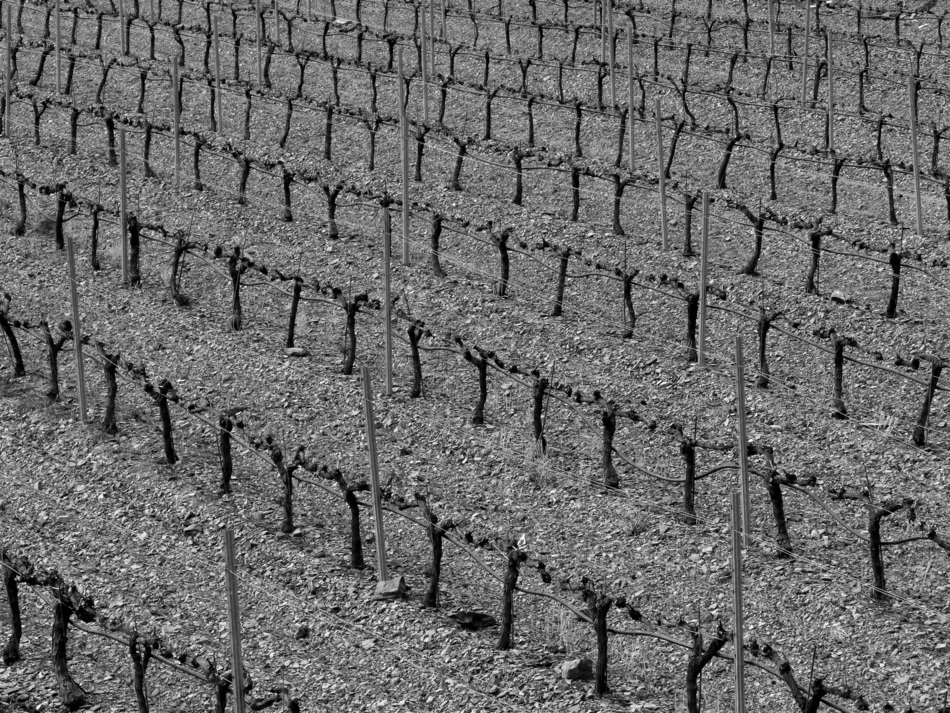 Vineyard Background Abstract