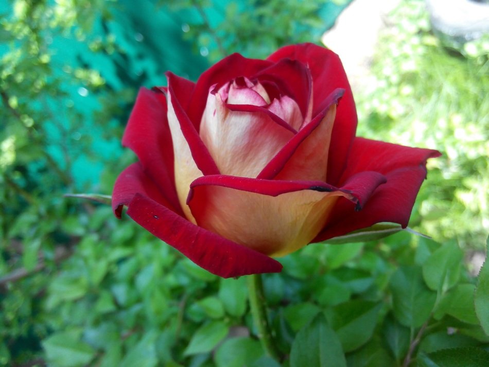 Rose Flower Red Rose Greens