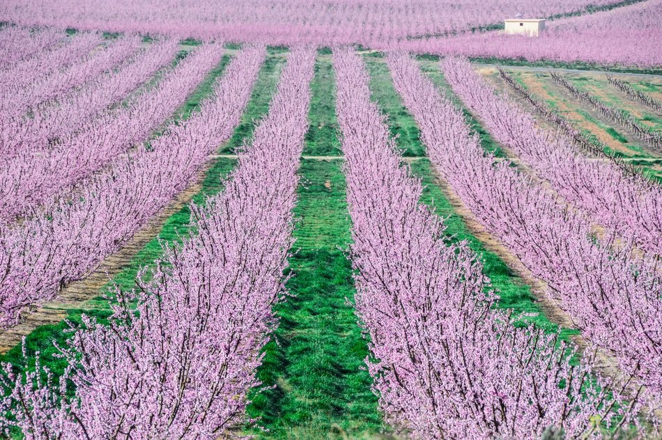 Fruit Trees Color Pink Background