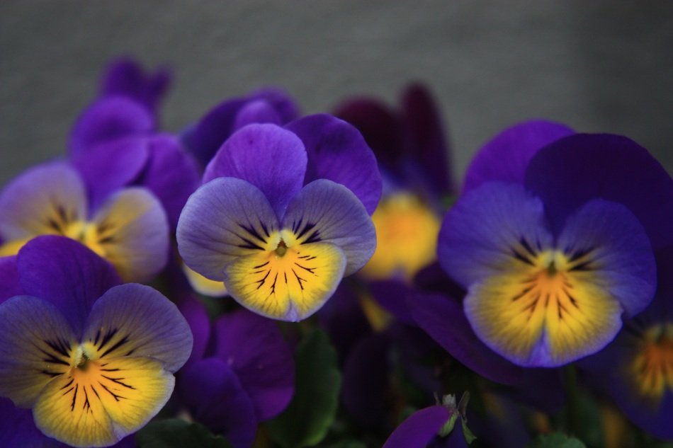 Pansy Violet Map Romantic