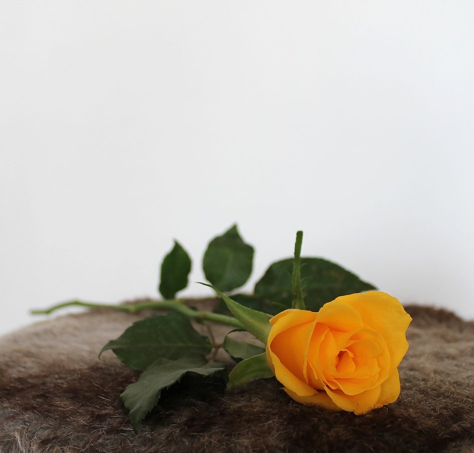 Rose Yellow Flowers