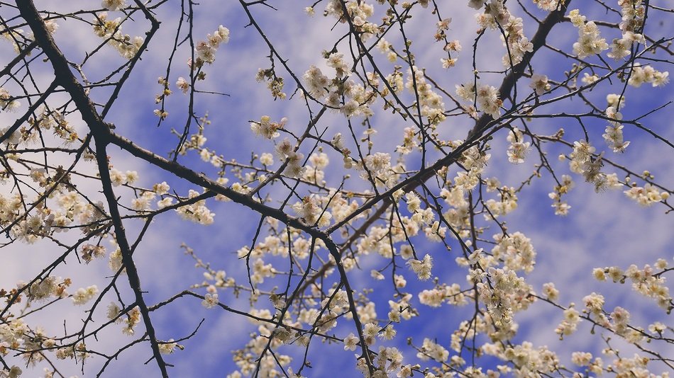 branch of a tree with flowers against the sky with clouds