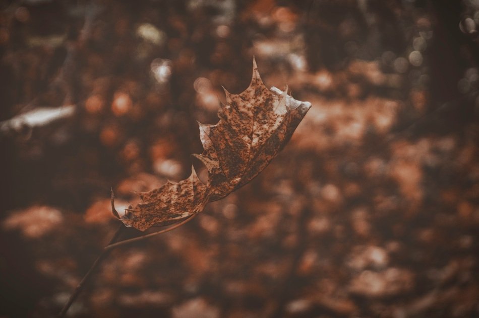 Leaf Fall Autumn Decay