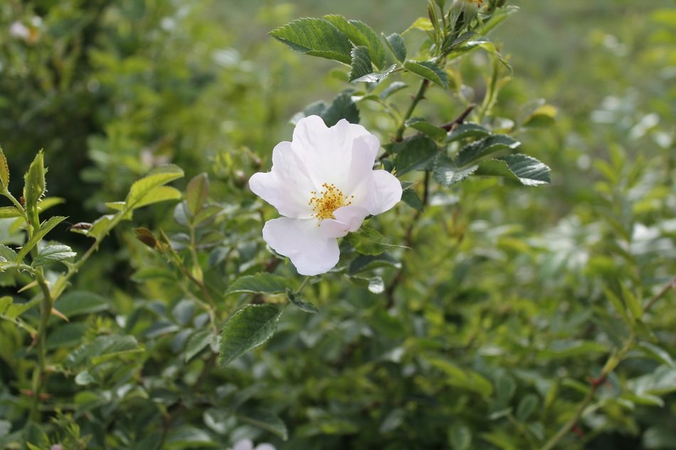 Flower Doga White Tea Rose