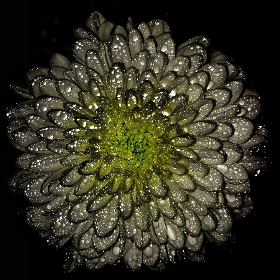chrysanthemum in water drops