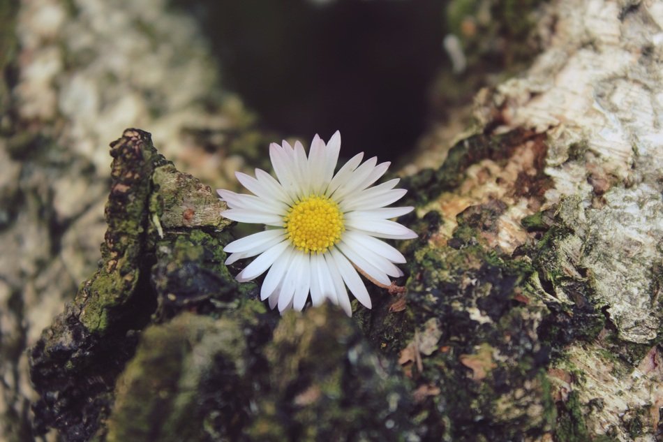 daisy flower on the tree trunk