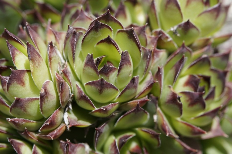 Succulents Structure Texture