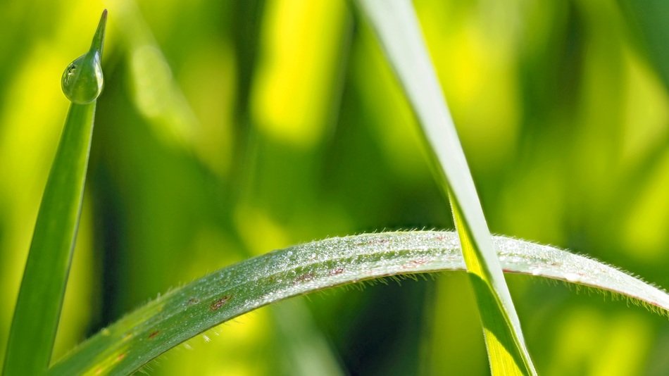 Deep In The Grass Drip Background