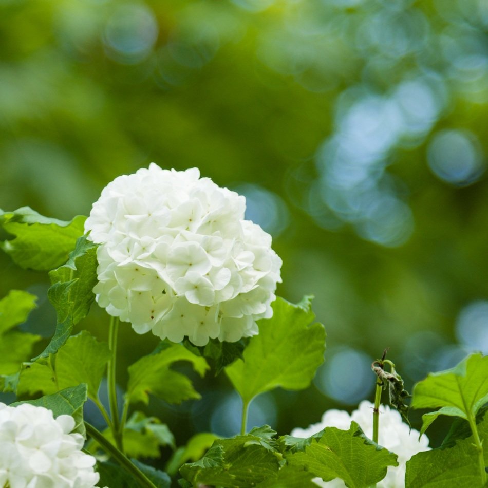 Snowball Flower Spring Photo