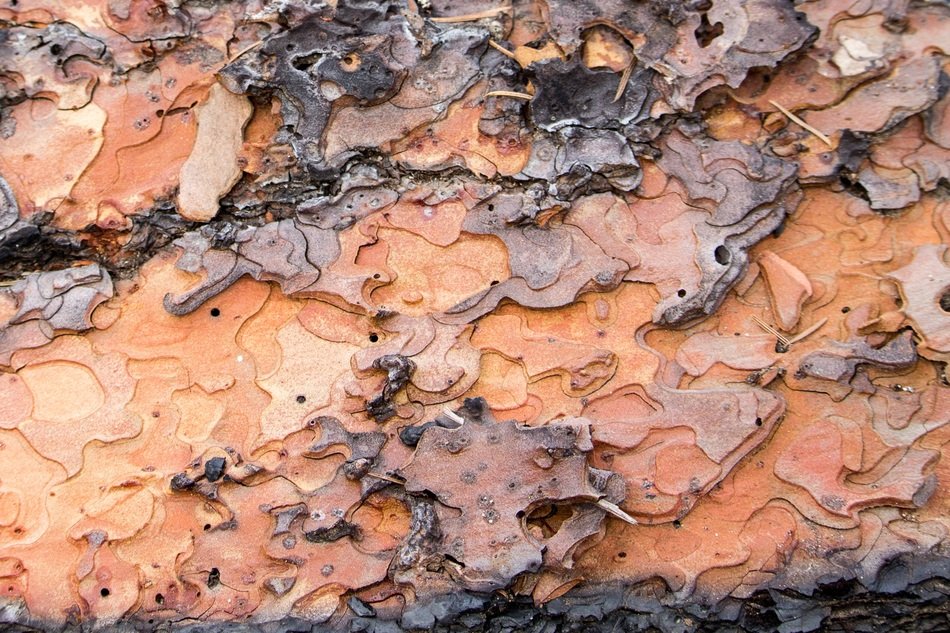 Tree Bark Puzzle Shapes
