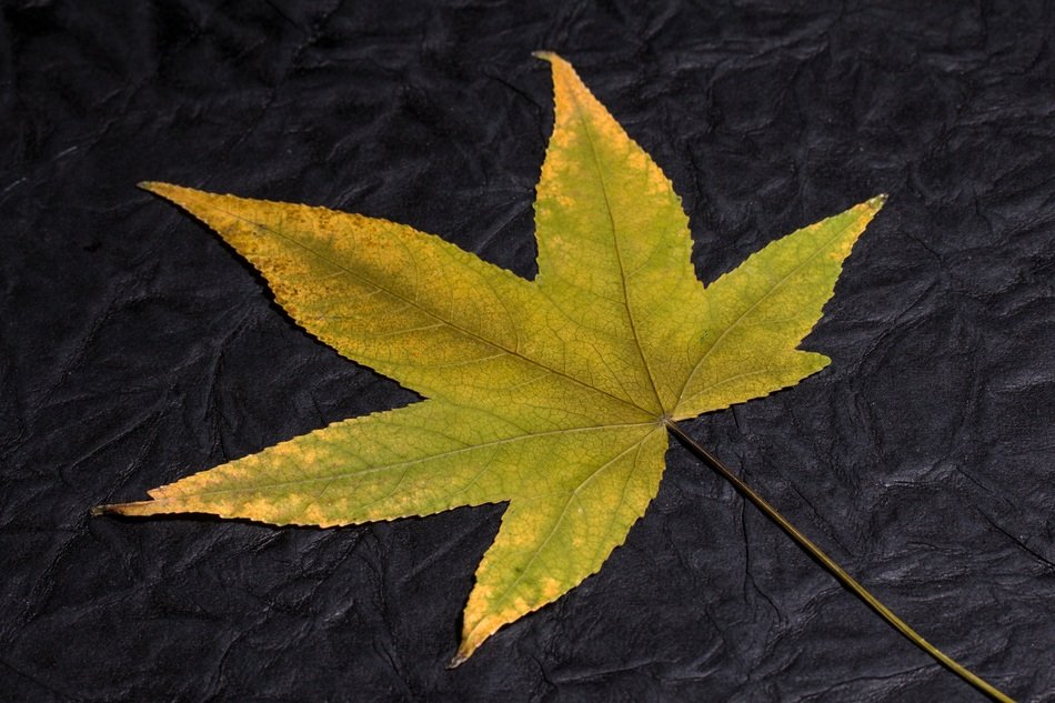 Leaf Foliage Leaf Fall Foliage