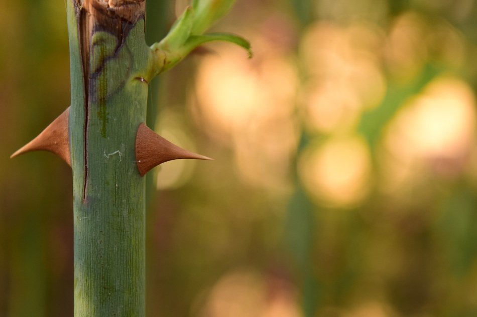 Thorns Close Background Light