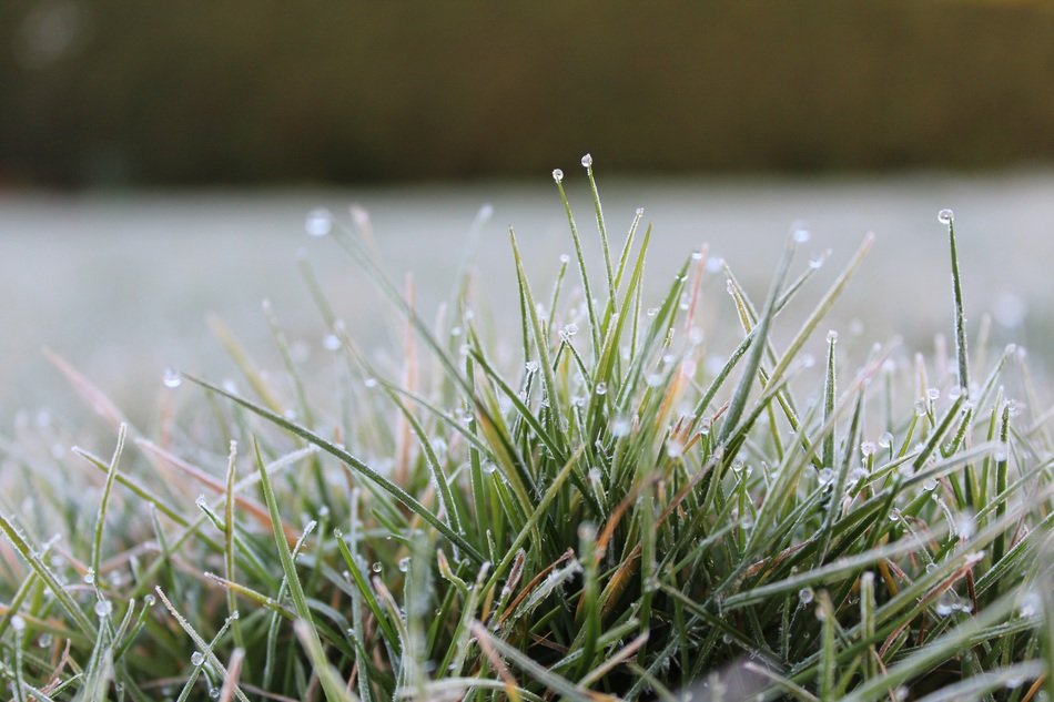 Grass Rush Frost Dew