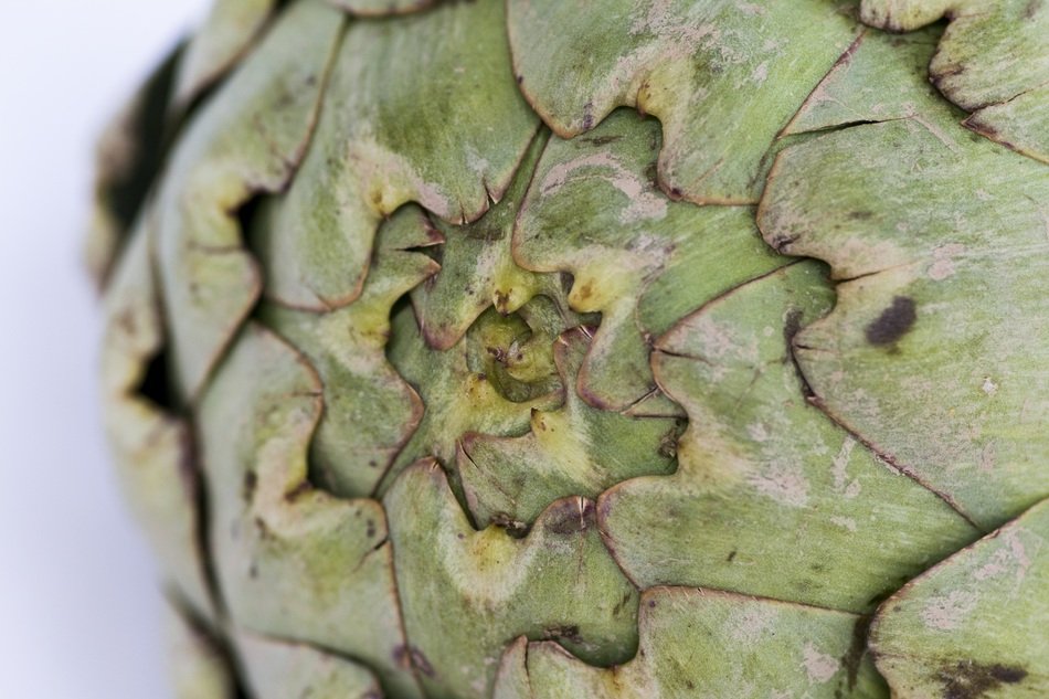 Macro Background Artichoke