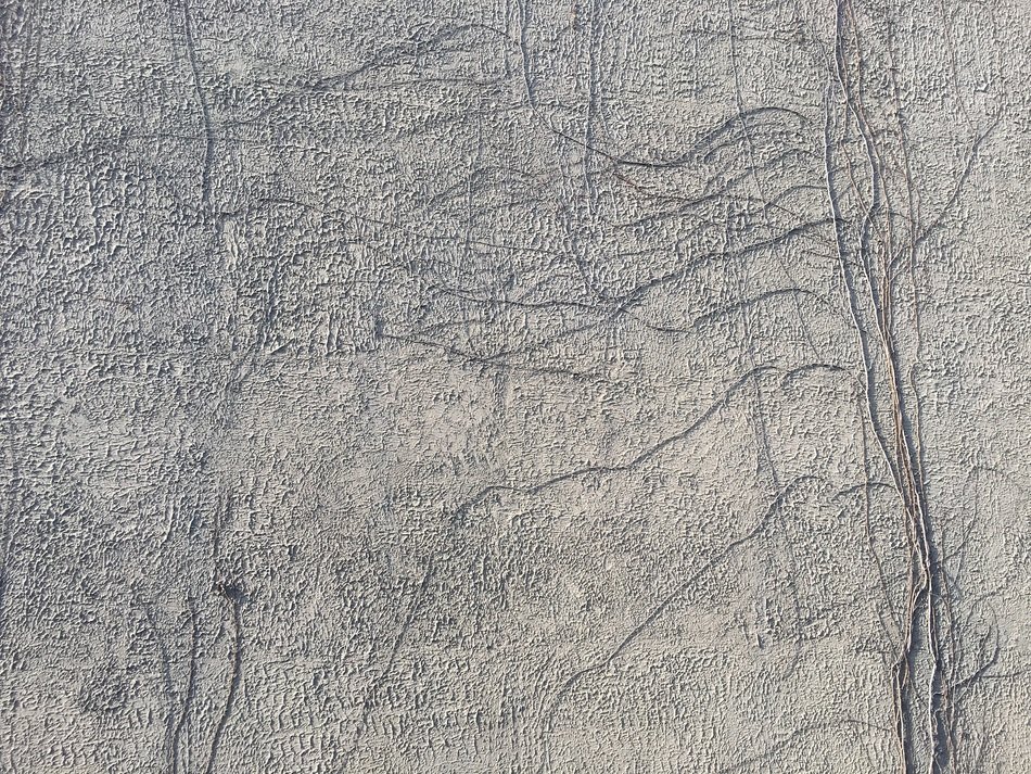 Wall Root Vine Texture