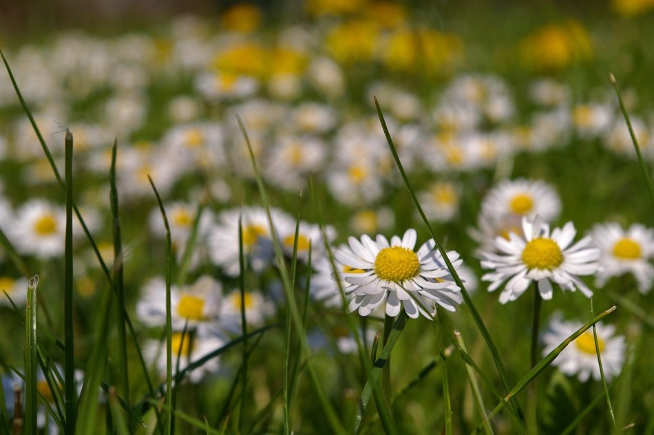 background with summer meadow