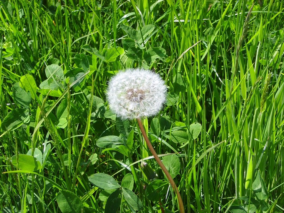 Dandelion Background Meadow