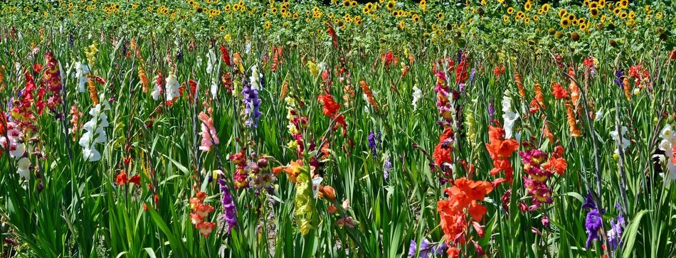 Gladiolus Flowers Sunflower