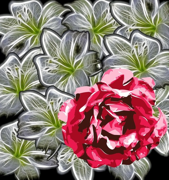 Lily Rose White Red Graphic