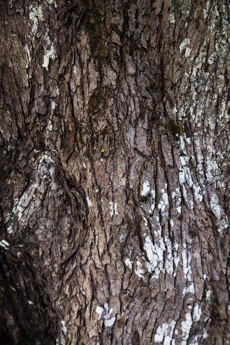 Texture Trunk Wood Closeup