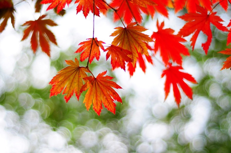 Maple Autumn The Leaves Red