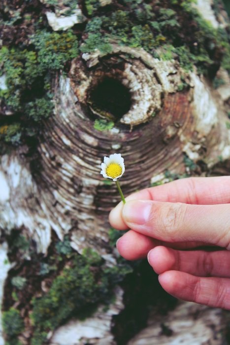 Daisy Hibernation Hand Tree