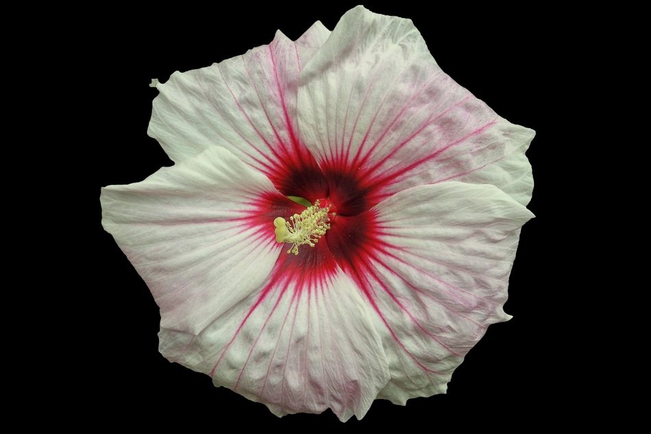 Giant Hibiscus Hibiscus Blossom