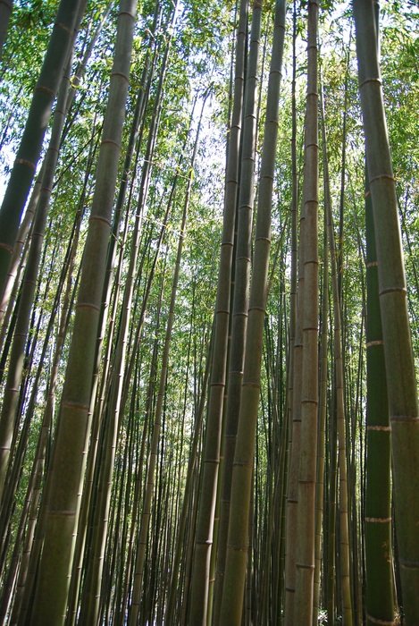 Bamboo Nature Bamboo Forest